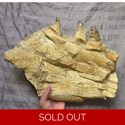 Rare Giant Mosasaur Partial Fossil Jaw Flank Reptile Dinosaur Bone Morocco